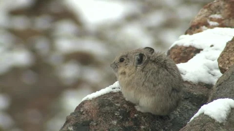 Pika Resting Rocky Mountain National Park Rock Summer Stock Footage