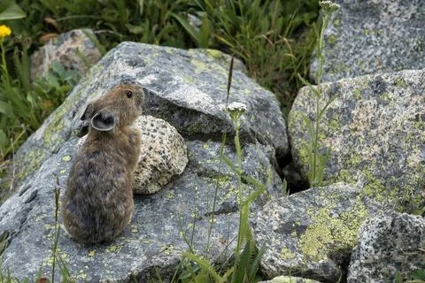 Pika on a Rock Stock Photos