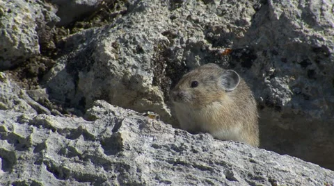 Pika on Rock at Yellowstone National Park in North America Stock Footage