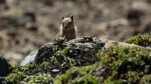 Pika Sitting on Sunny Rock Deschutes National Forest Stock Footage