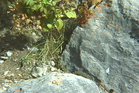 Pika Territory Stock Footage