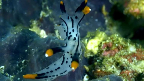 Pikachu nudibranch moving over sponge Stock Footage 112476520
