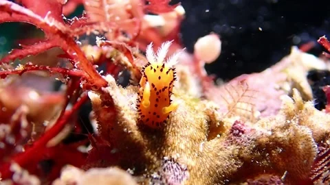 Pikachu Nudibranch moving on a reef Vídeos de archivo 336840994