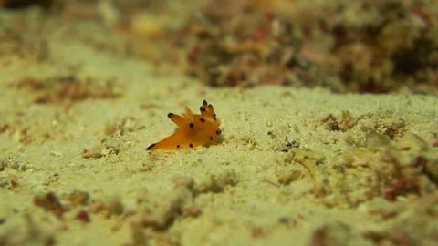 Pikachu nudibranch, Thecacera pacifica Video stock 72018090