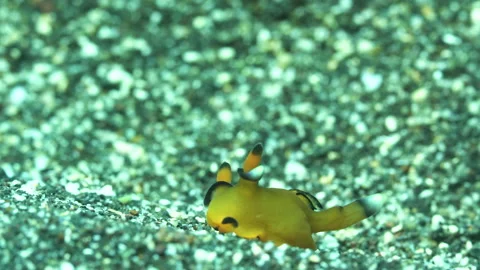 Pikachu Nudibranch (Thecacera pacifica) Stock Footage 138846069