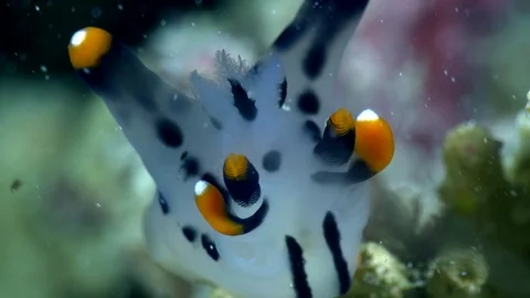 Pikachu nudibranch on top of branch Stock Footage 112170686