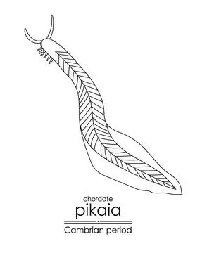 Pikaia Stock Illustration