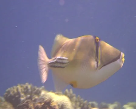 PIKASSO 6 Stock Footage 30137532