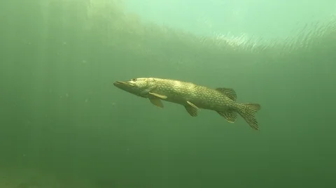 Pike and diver Stock Footage 124971313