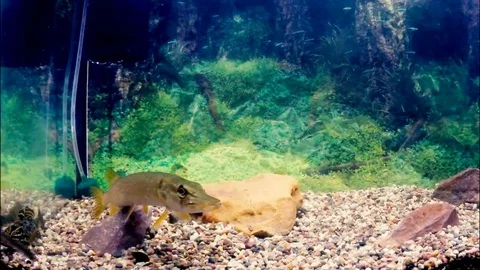 PIke attack small fish. Aquarium. Underwater Stock Footage 69111945