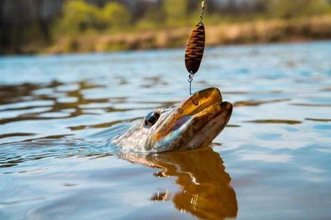 Pike with bait close-up Foto stock