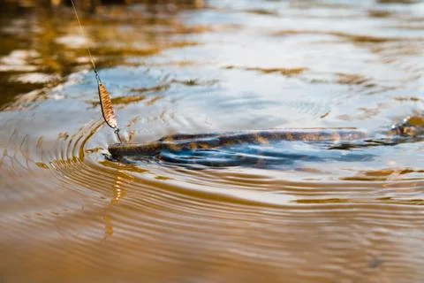 Pike with bait Stock-Fotos