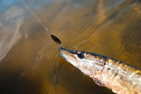 Pike with bait Stock Photos