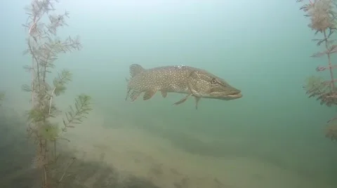 Pike between waterplants Stock Footage 47513111