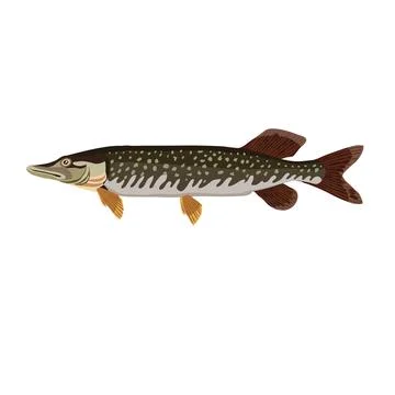 Pike, brown river fish, predator, cartoon illustration, isolated object on .. Stock Illustration