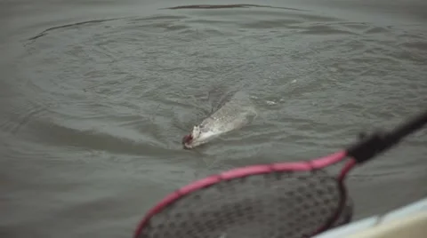 Pike catch close up Stock Footage 51841319