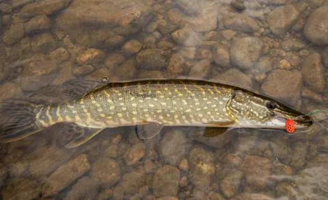 Pike caught by bait Stock Photos