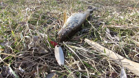 Pike caught on a metal bait Video stock 129094076