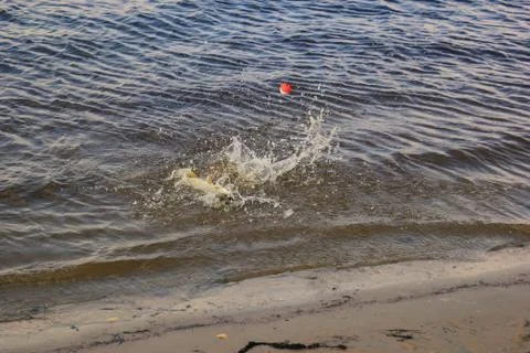 Pike caught 写真素材