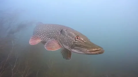 Pike up close Stock Footage 47265853