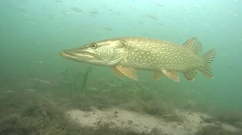 Pike , esox lucius Stock Footage 48338784