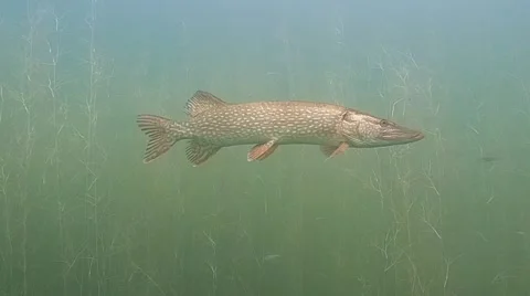 Pike , Esox lucius Stock Footage 56525569