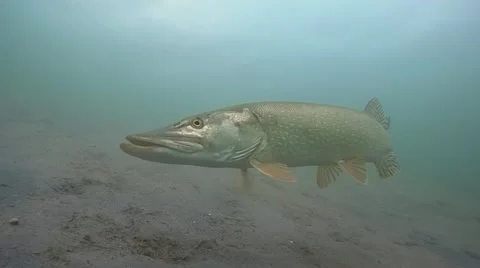 Pike , esox lucius Stock Footage 56613502