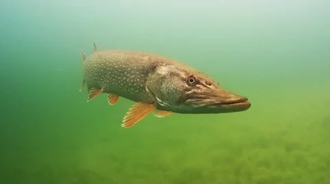 Pike , Esox lucius Stock Footage 64286254