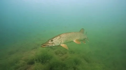 Pike , esox lucius Stock Footage 64765907