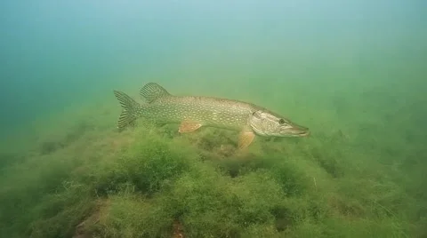 Pike , esox lucius Stock Footage 64766333
