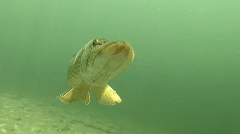 Pike Esox lucius Stock Footage 124949976