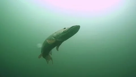 Pike (Esox lucius) Stock Footage 148199412