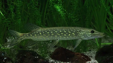 Pike fish in the algae Stock Footage 234708947