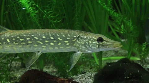 Pike fish in the algae Stock Footage 234708951