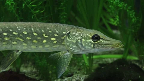 Pike fish in the algae Vídeos de archivo 234709233