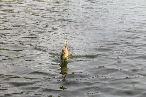 Pike Fish Being Reeled In Using a Colorful Fishing Lure on a Serene Lake Stock Photos