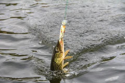 Pike Fish Being Reeled In Using a Colorful Fishing Lure on a Serene Lake Stock Photos