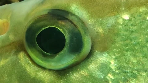 A pike fish eye relaxing  Stock Footage 296021453