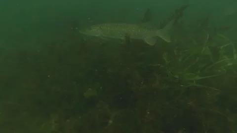 Pike fish Stock Footage 157021120