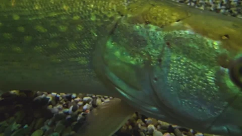 A pike fish Stock Footage 257350724