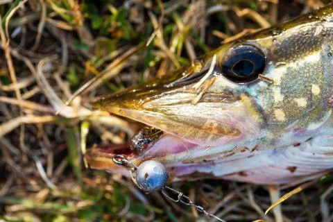 Pike fish head close-up Foto stock