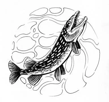 Pike fish Stock Illustration