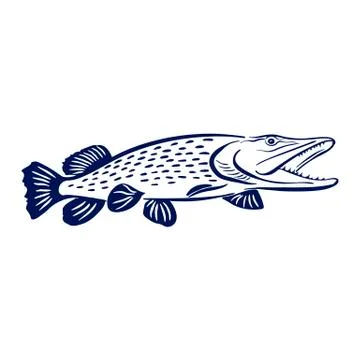 Pike fish illustration Stock Illustration