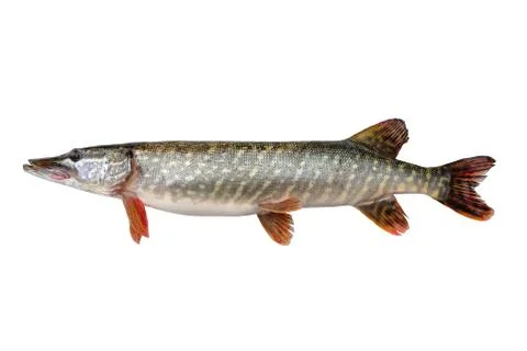 Pike fish isolated on a white background Stock Photos