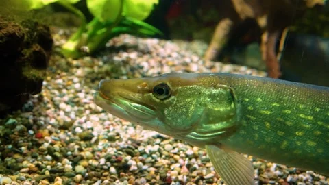 A pike fish relaxing Stock Footage 294934508