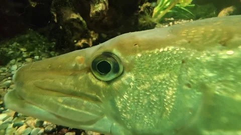 A pike fish is relaxing Stock Footage 296030767