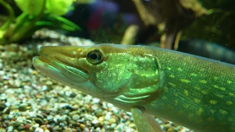 A pike fish resting  Stock Footage 294837719
