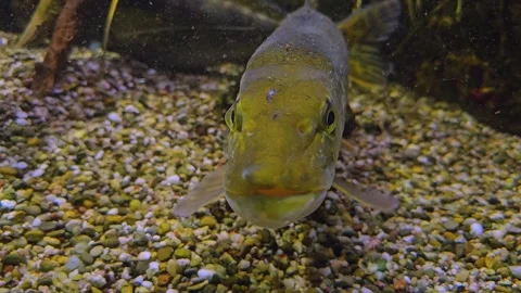 A pike fish resting  Stock Footage 295213401