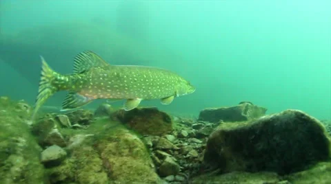 Pike fish swimming slowly in a cold lake 스톡 동영상 34232079