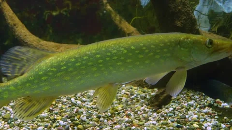  a pike fish underwater  Stock Footage 277465750